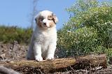 BERGER AUSTRALIEN PUPPIES 018